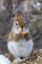 Tamiasciurus, hudsonicus, American, red, squirrel, Canada