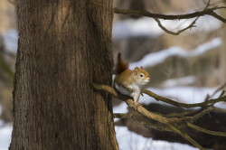 Wiewirka, Tamiasciurus, hudsonicus, sosnowirka, czerwona, Kanada, ssaki