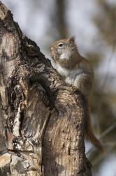 Wiewirka, Tamiasciurus, hudsonicus, sosnowirka, czerwona, Kanada, ssaki