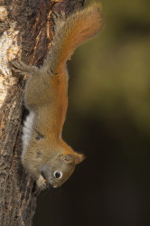 Tamiasciurus, hudsonicus, American, red, squirrel, Canada