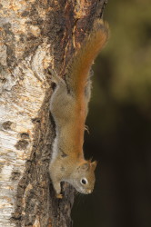 Tamiasciurus, hudsonicus, American, red, squirrel, Canada