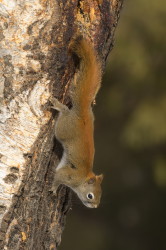 Wiewirka, Tamiasciurus, hudsonicus, sosnowirka, czerwona, Kanada, ssaki