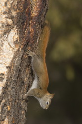 Tamiasciurus, hudsonicus, American, red, squirrel, Canada