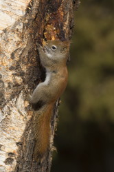 Wiewirka, Tamiasciurus, hudsonicus, sosnowirka, czerwona, Kanada, ssaki