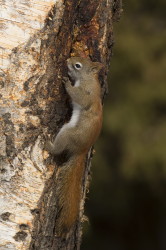 Wiewirka, Tamiasciurus, hudsonicus, sosnowirka, czerwona, Kanada, ssaki