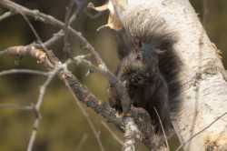 Wiewirka, szara, Sciurus, carolinensis, Kanada, ssaki