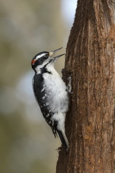 Picoides, Hairy, Woodpecker, Dryobates, Picus, Leuconotopicus, villosus, Canada
