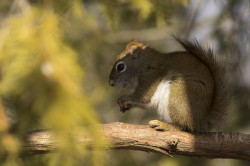 Wiewirka, Tamiasciurus, hudsonicus, sosnowirka, czerwona, Kanada, ssaki