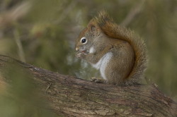 Wiewirka, Tamiasciurus, hudsonicus, sosnowirka, czerwona, Kanada, ssaki