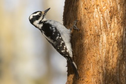 Dzicio, wochaty, Picoides, villosus, Kanada, ptaki