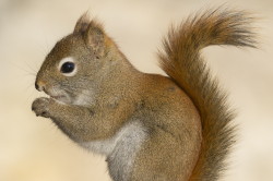 Tamiasciurus, hudsonicus, American, red, squirrel, Canada