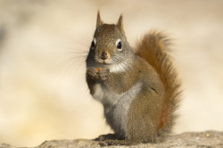 Tamiasciurus, hudsonicus, American, red, squirrel, Canada