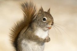 Tamiasciurus, hudsonicus, American, red, squirrel, Canada