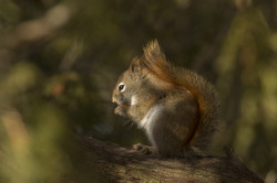 Wiewirka, Tamiasciurus, hudsonicus, sosnowirka, czerwona, Kanada, ssaki