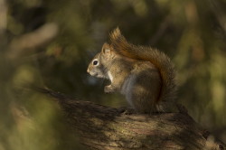 Tamiasciurus, hudsonicus, American, red, squirrel, Canada