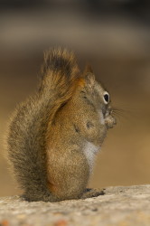 Tamiasciurus, hudsonicus, American, red, squirrel, Canada