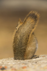 Tamiasciurus, hudsonicus, American, red, squirrel, Canada