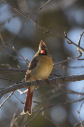 Kardyna, szkaratny, Cardinalis, cardinalis, Kanada, ptaki