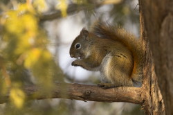 Wiewirka, Tamiasciurus, hudsonicus, sosnowirka, czerwona, Kanada, ssaki