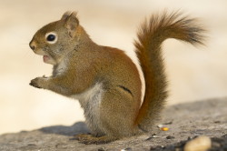 Tamiasciurus, hudsonicus, American, red, squirrel, Canada