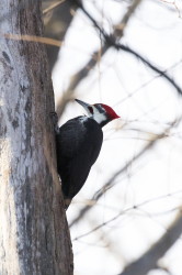Dryocopus, pileatus, Pileated, Woodpecker, Canada