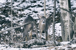 Odocoileus, virginianus, White-tailed, Whitetail, Virginia, Deer, Canada
