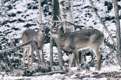 Odocoileus, virginianus, White-tailed, Whitetail, Virginia, Deer, Canada