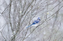 Cyanocitta, cristata, Blue, Jay, Corvus, cristatus, Canada