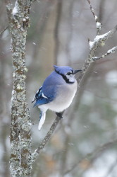 Modrosójka, błękitna, Cyanocitta, cristata, Kanada, ptaki