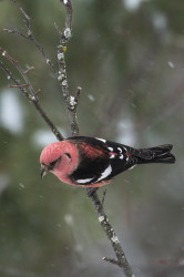 Loxia, leucoptera, Two-barred, Crossbill, Canada