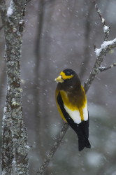 Coccothraustes, vespertinus, Evening, Grosbeak, Fringilla, Hesperiphona, vespertina, Canada