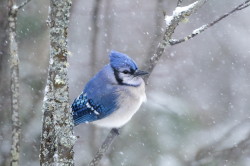 Cyanocitta, cristata, Blue, Jay, Corvus, cristatus, Canada