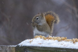 Tamiasciurus, hudsonicus, American, red, squirrel, Canada