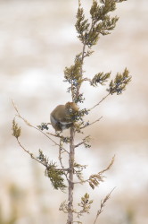 Wiewirka, Tamiasciurus, hudsonicus, sosnowirka, czerwona, Kanada, ssaki