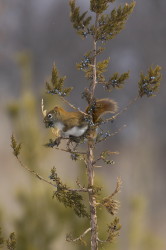 Wiewirka, Tamiasciurus, hudsonicus, sosnowirka, czerwona, Kanada, ssaki