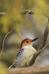 Melanerpes, carolinus, Red-bellied, Woodpecker, Canada