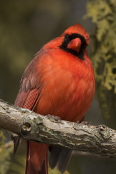 Cardinalis, Northern, Cardinal, Loxia, Richmondena, cardinalis, Canada