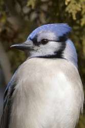 Modrosjka, bkitna, Cyanocitta, cristata, Kanada, ptaki