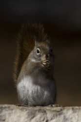 Tamiasciurus, hudsonicus, American, red, squirrel, Canada