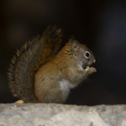 Tamiasciurus, hudsonicus, American, red, squirrel, Canada