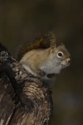 Wiewirka, Tamiasciurus, hudsonicus, sosnowirka, czerwona, Kanada, ssaki