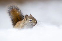 Tamiasciurus, hudsonicus, American, red, squirrel, Canada