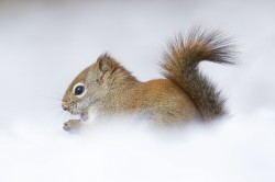 Tamiasciurus, hudsonicus, American, red, squirrel, Canada