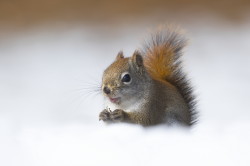 Tamiasciurus, hudsonicus, American, red, squirrel, Canada