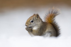 Tamiasciurus, hudsonicus, American, red, squirrel, Canada