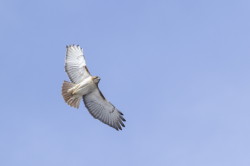 Buteo, Red-tailed, Hawk, Falco, jamaicensis, Canada