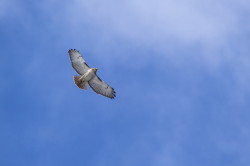 Buteo, Red-tailed, Hawk, Falco, jamaicensis, Canada