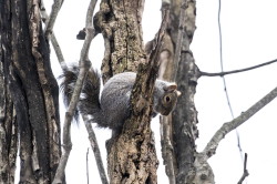 Sciurus, carolinensis, Eastern, Gray, Squirrel, Canada