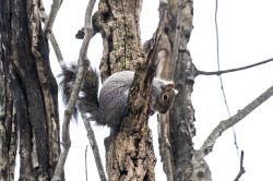 Wiewirka, szara, Sciurus, carolinensis, Kanada, ssaki