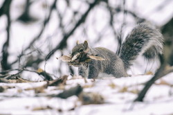 Wiewirka, szara, Sciurus, carolinensis, Kanada, ssaki